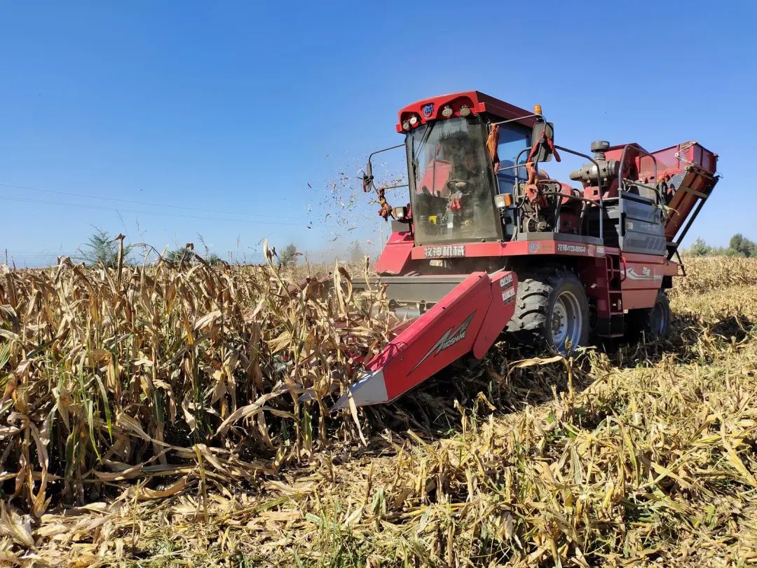【乡村振兴在路上】4.9万亩制种玉米忙收获