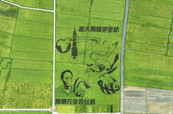 天外来稻,飞出国界!_澎湃号·政务_澎湃新闻-The Paper