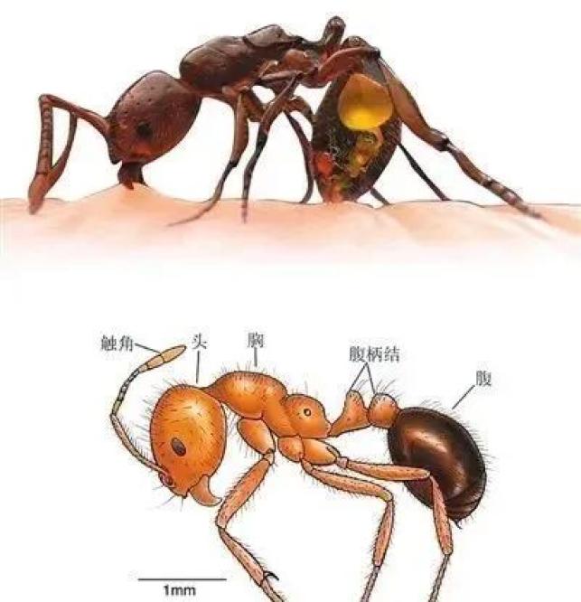 红火蚁的生物学特征2红火蚁属于社会性昆虫,是蚂蚁的一种,体型长度约