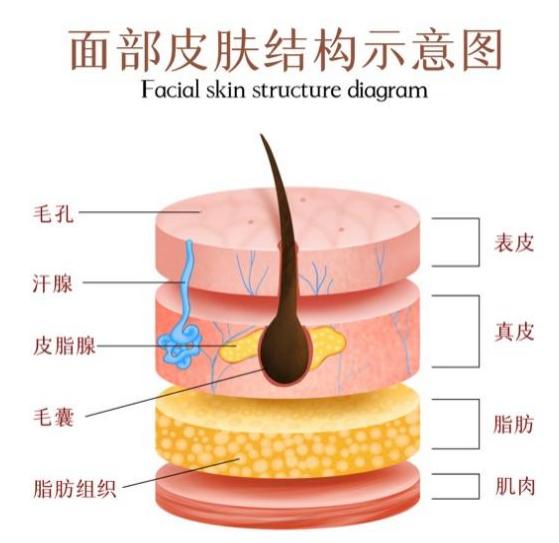 科普解颐丨伤痕累累？揭秘皮肤的“重生”之旅  第1张