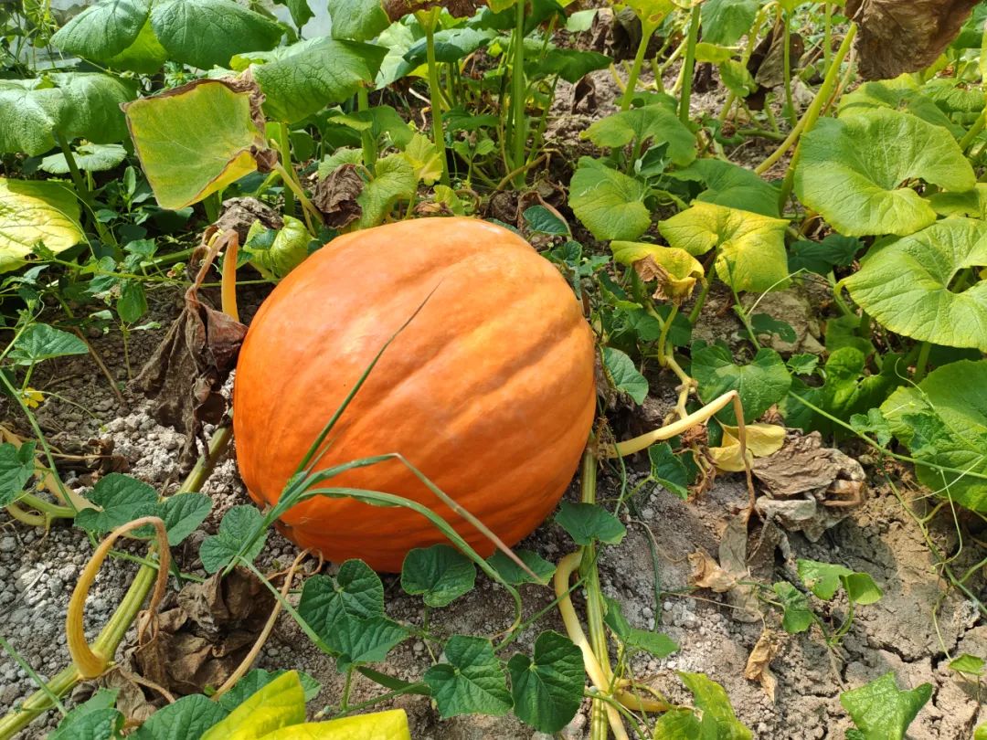 太空蔬菜,崇明就有!