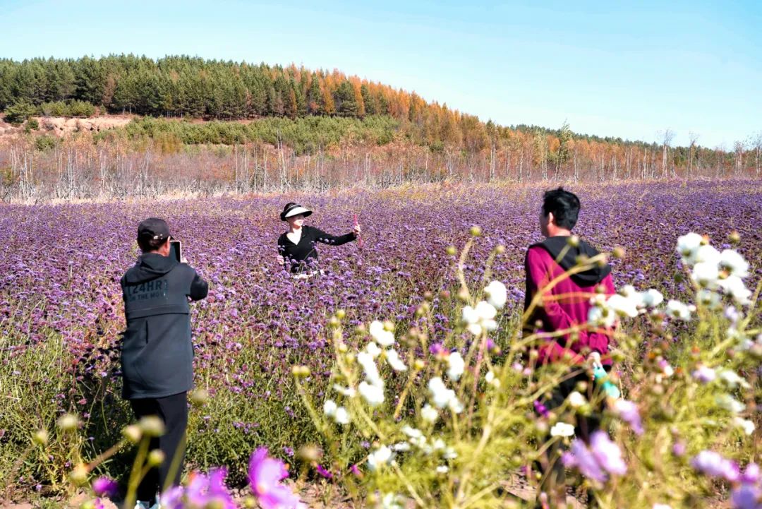 双鸭山紫云岭花海图片