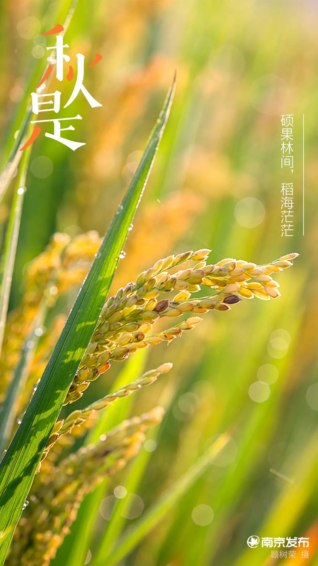 南京,入秋了!_澎湃号·政务_澎湃新闻-The Paper