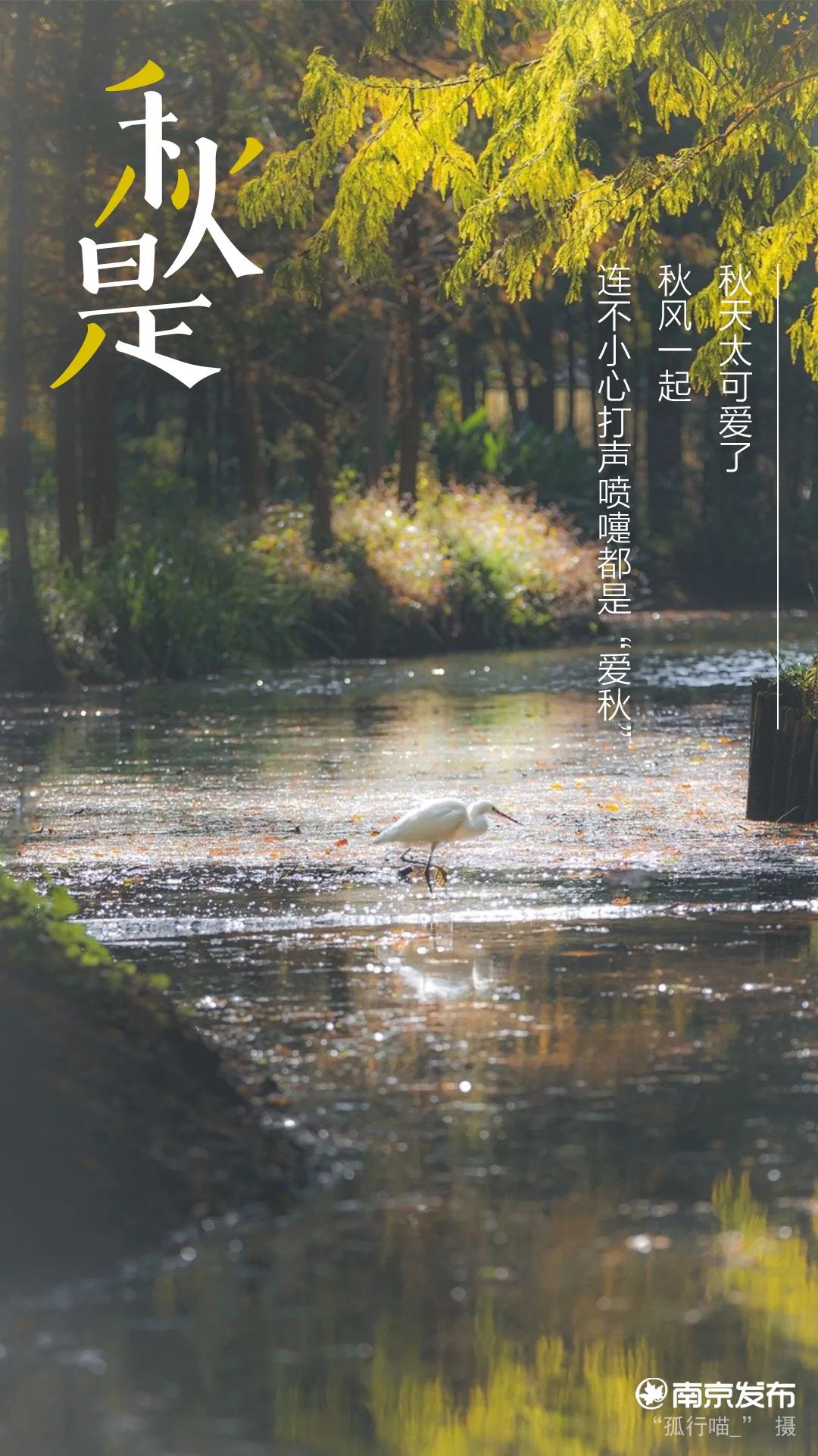 南京,入秋了!_澎湃号·政务_澎湃新闻-The Paper