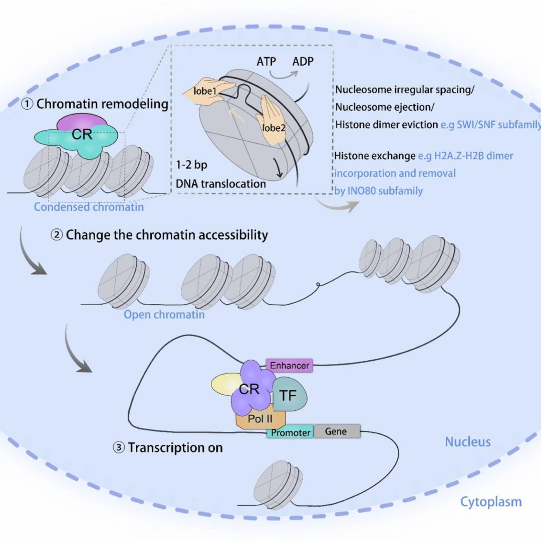 swi/snf,iswi,chd和ino80;这四类复合物通过消耗atp实现dna绕核小体组