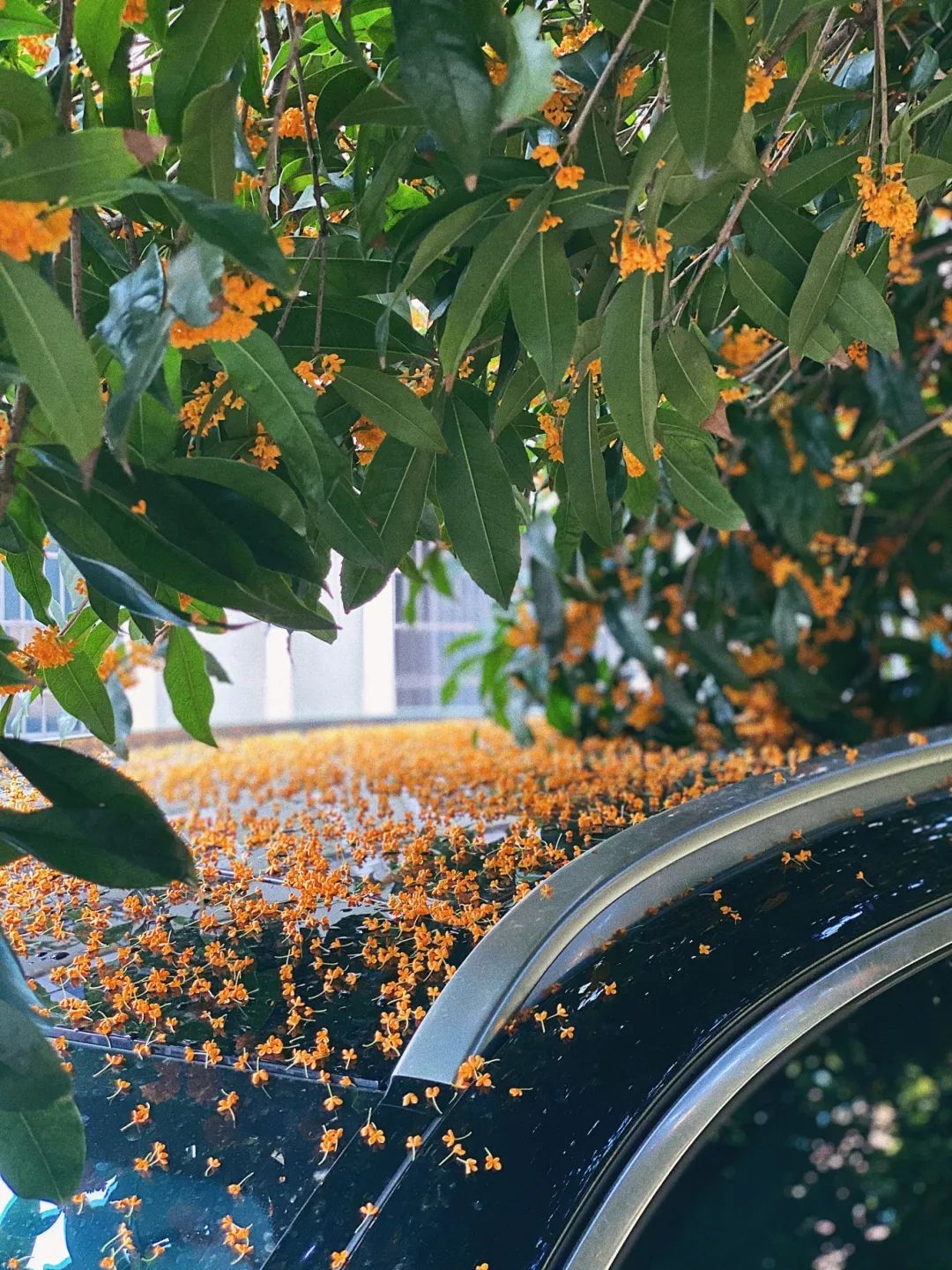 一连两波冷空气!诸暨桂花季,或将提前结束