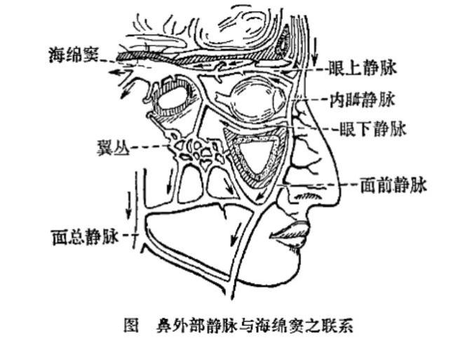 翼静脉丛图片