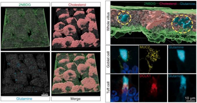 小肠具有高度组织化的绒毛-隐窝(villus-crypt)结构单元,其中包含多样