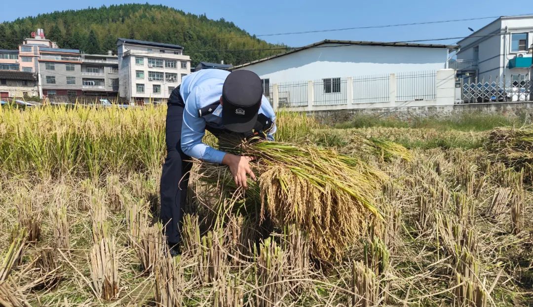 你收获,我守护!古田公安用"秋收警务"播撒"安全种子"