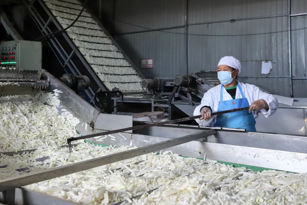 鲜萝卜"引进来"萝卜干"走出去"