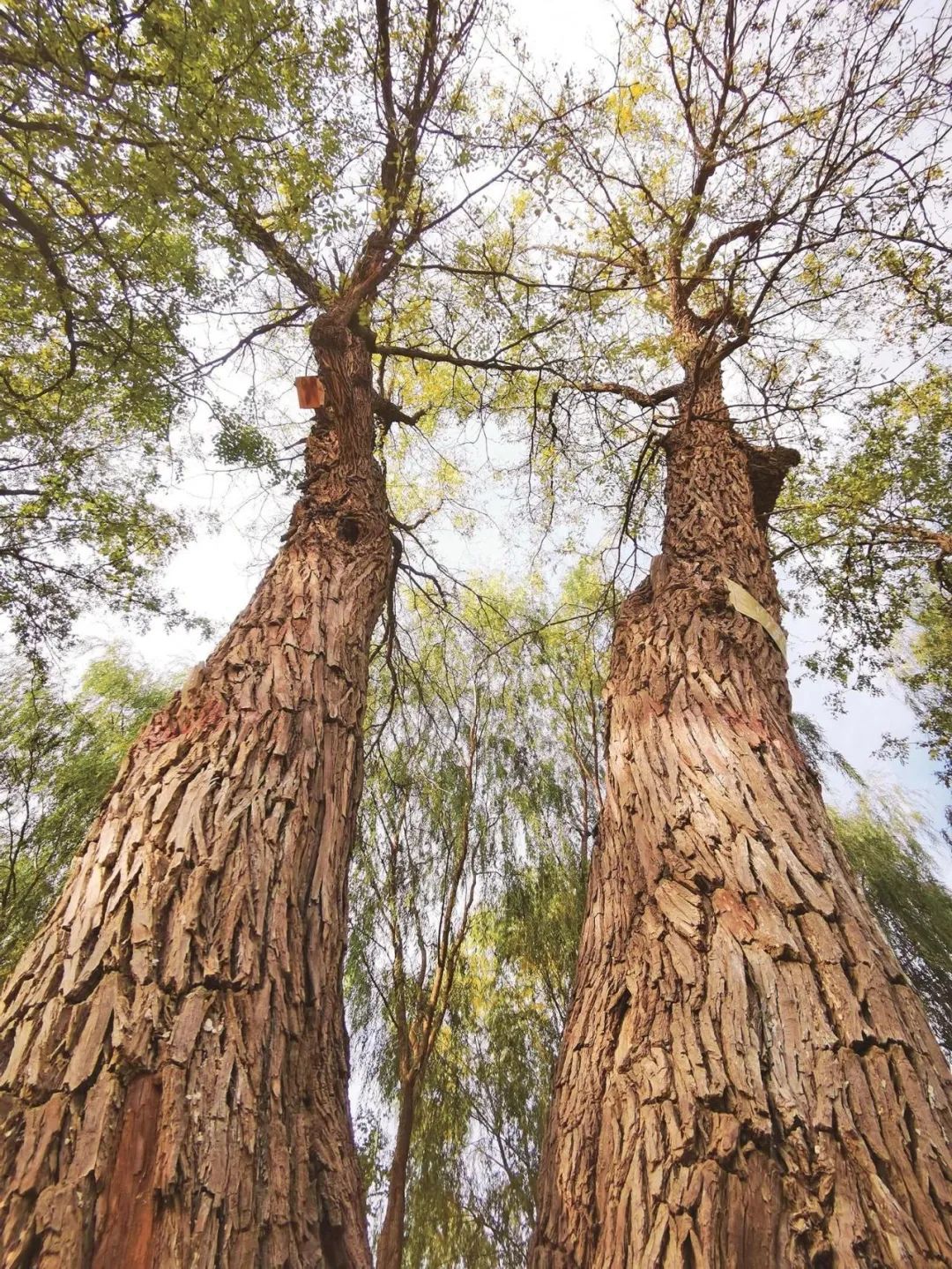 灵武为百年古枣树撑起法律"保护伞"
