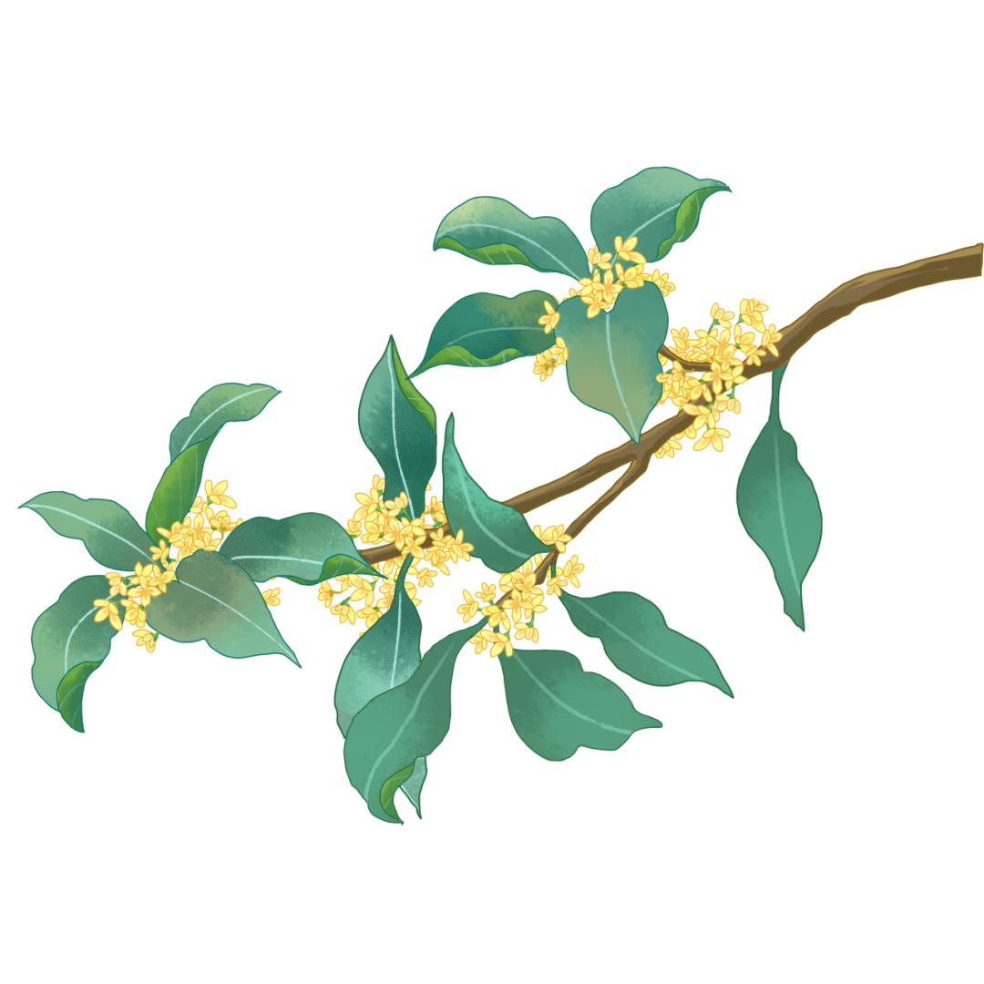 桂花飘香, 秋日里的小确幸