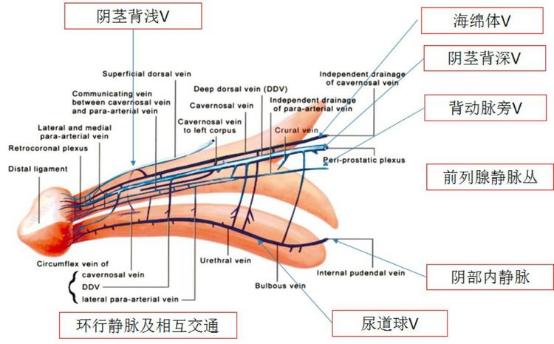 阴痉静脉纤维化图片