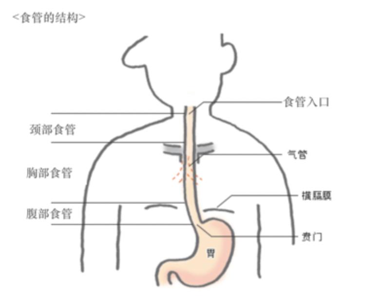 食道位置图片图片