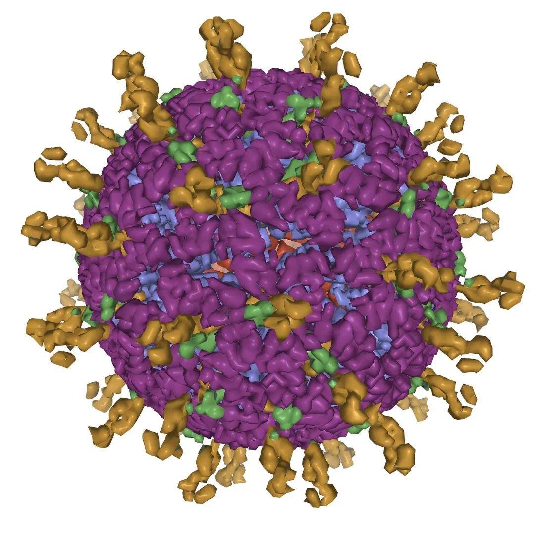 轮状病毒的样子图片图片