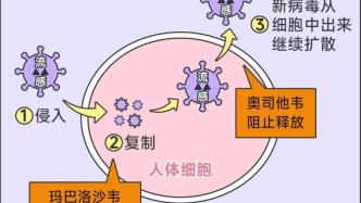 流感又高发，为什么有的人次次都中招，有的人却能完美避开？