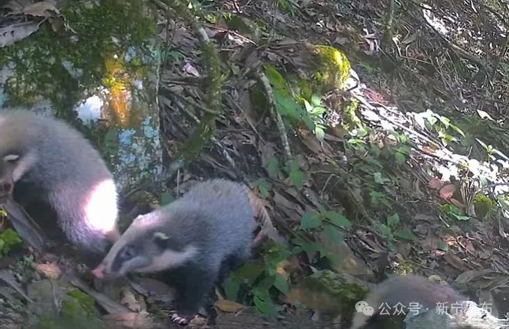 新宁:首现成群猪獾林中觅食