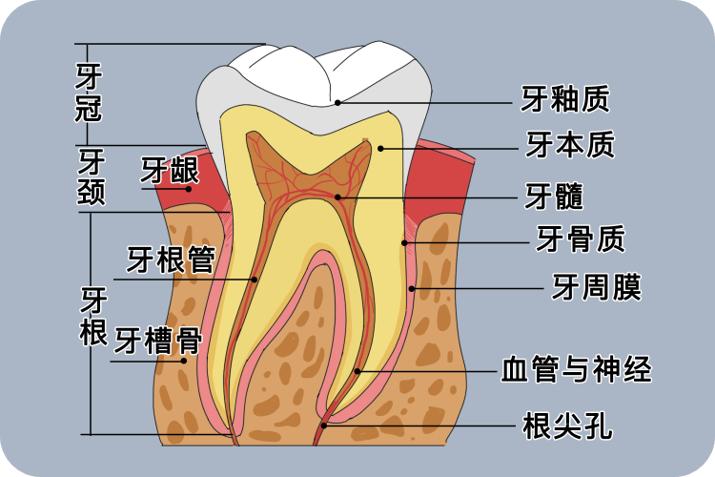 牙本质结构图片