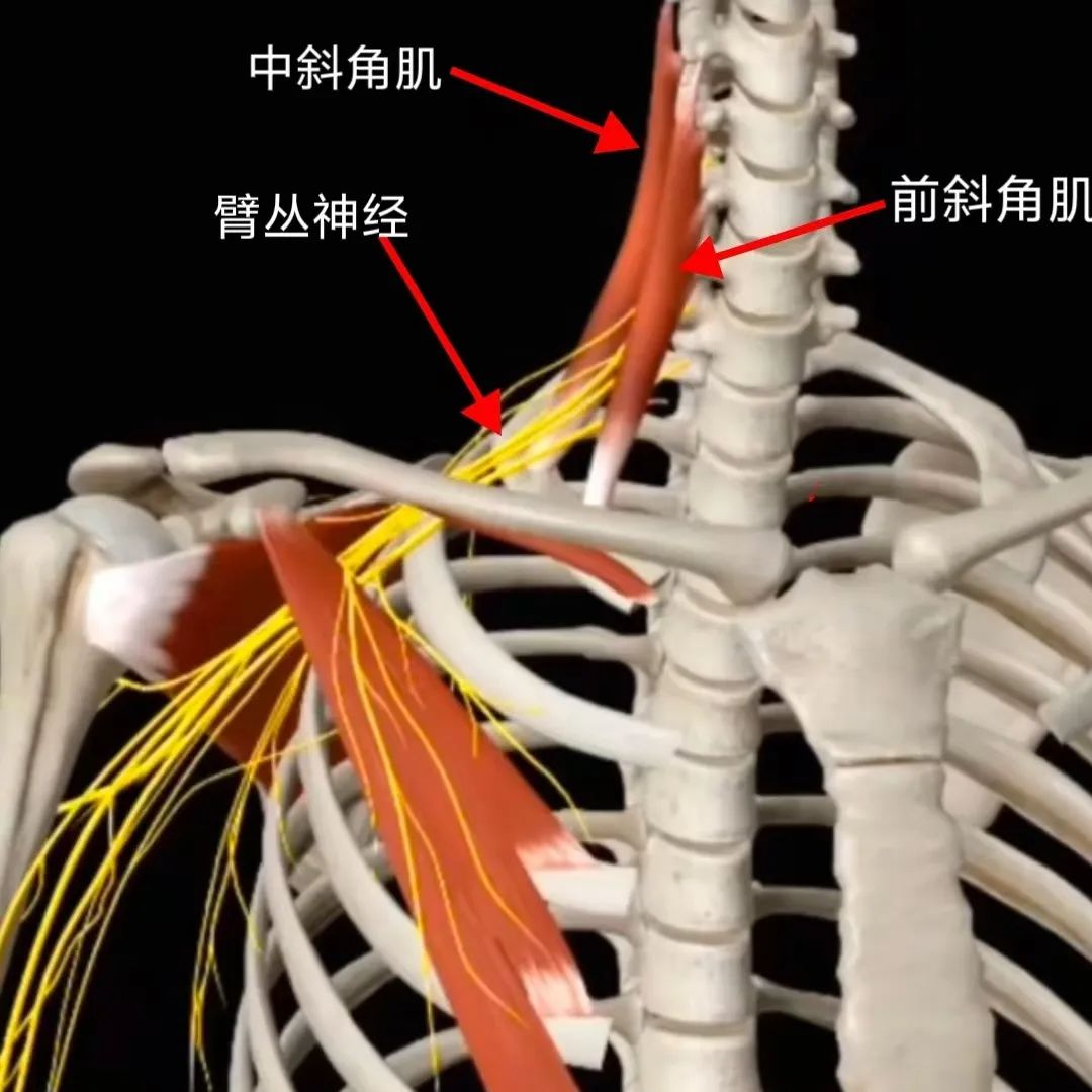 颈部斜角肌图图片