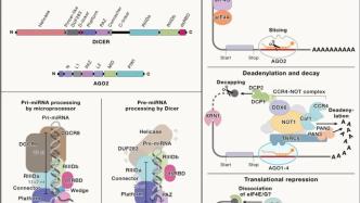 Cell：陈玲玲系统总结小RNA和lncRNA的过去、现在和未来