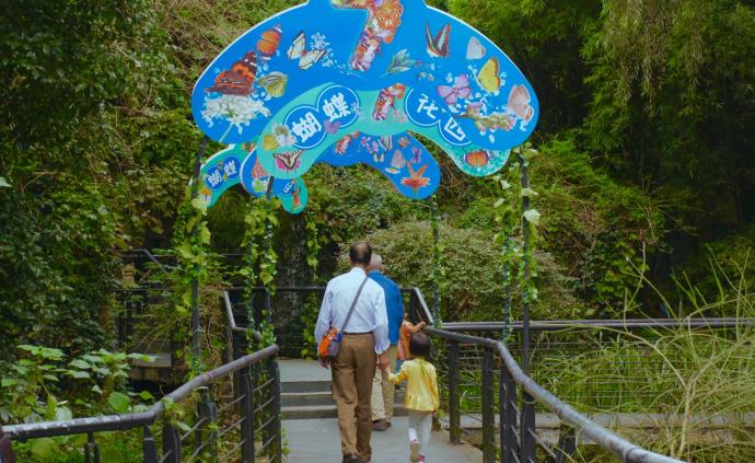 上海动物园蝴蝶展上8万只蝴蝶翩飞，展览重视科教、珍视乡土