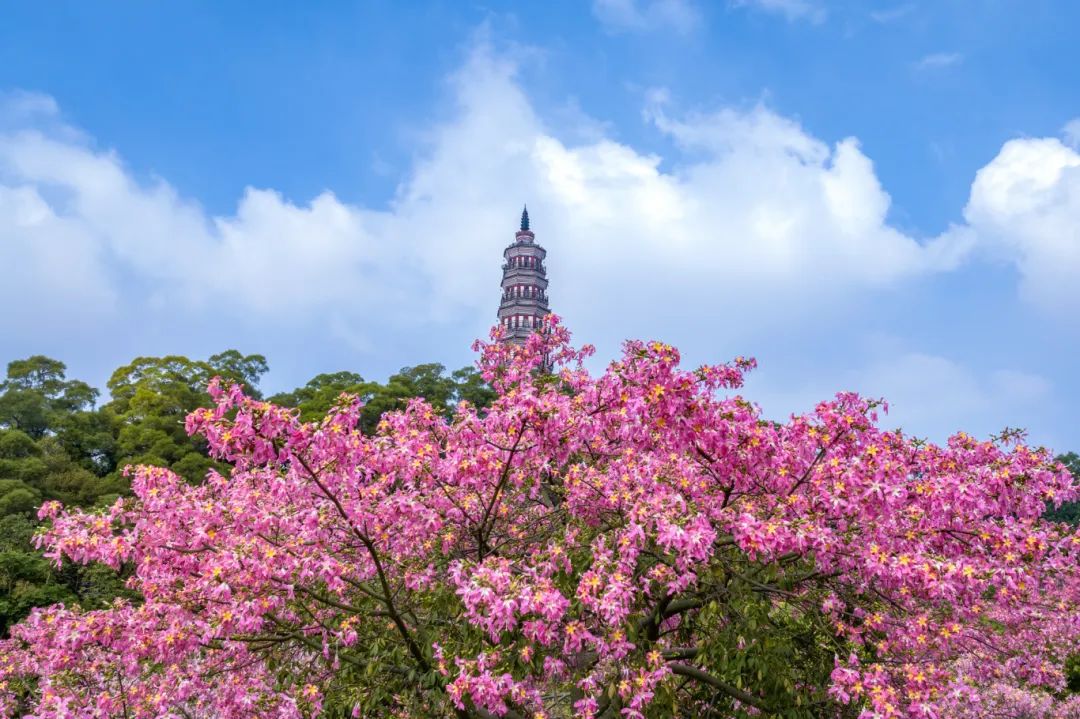 汕尾汀州花海图片