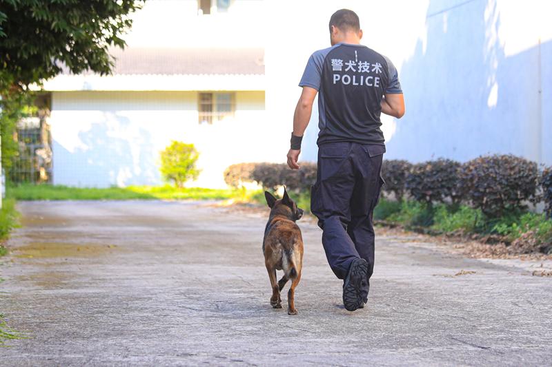 警犬刀锋现状图片