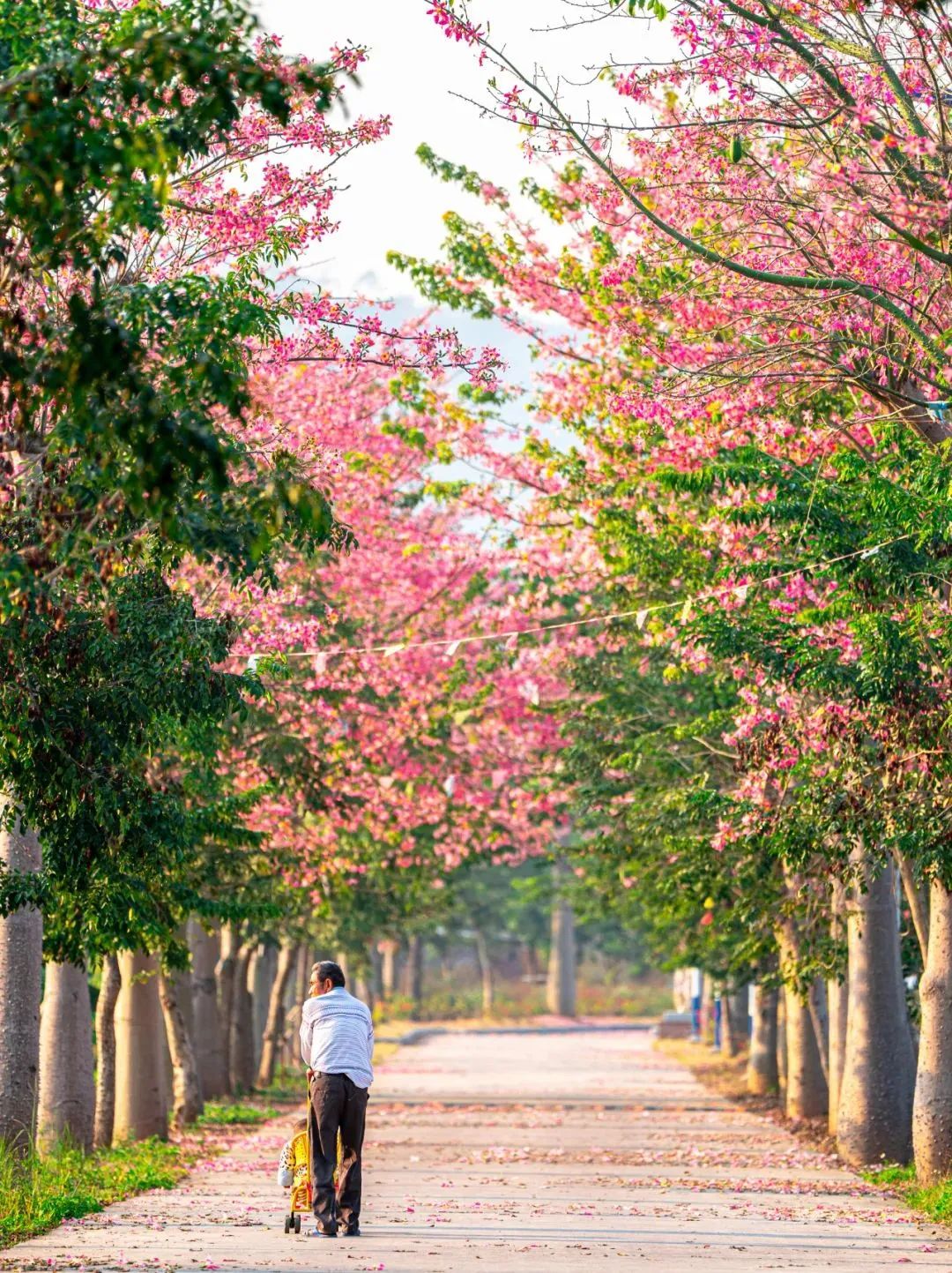 刷屏!肇庆美成这样了