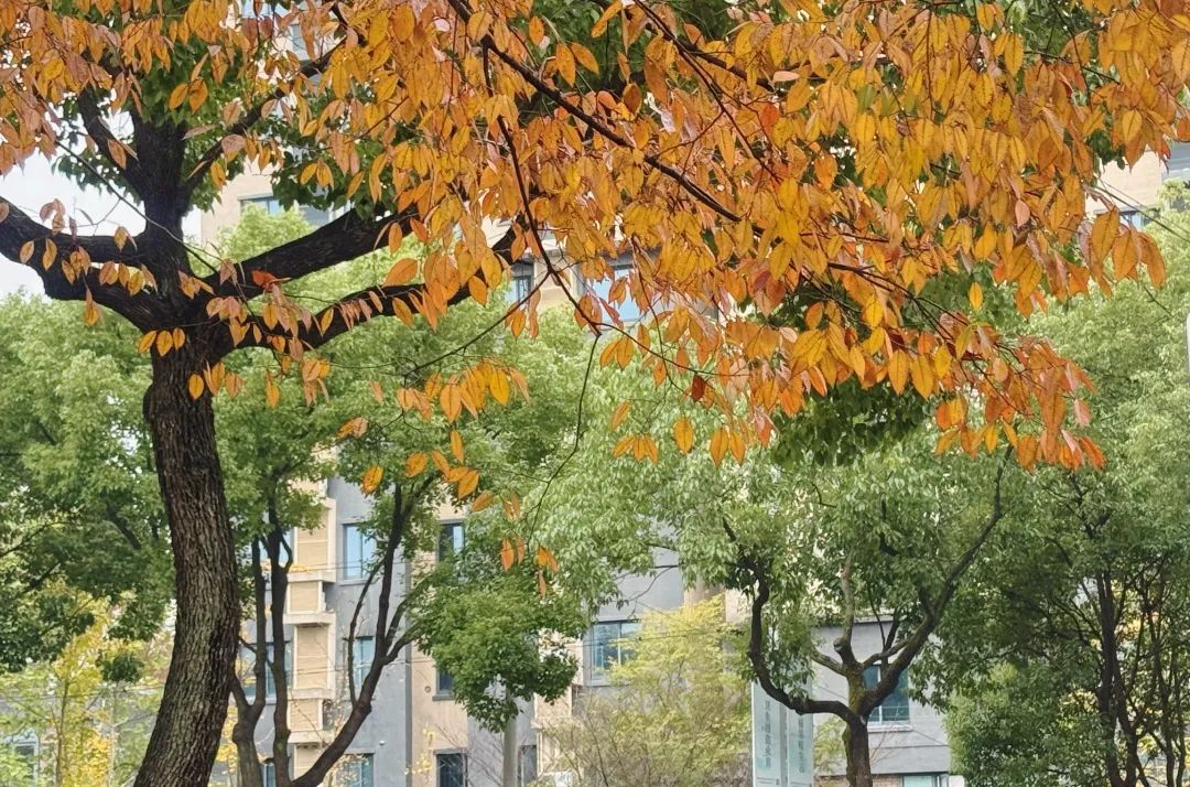 置身油画中!俏皮可爱的榉树叶变色啦~_澎湃号·政务_澎湃新闻-The Paper