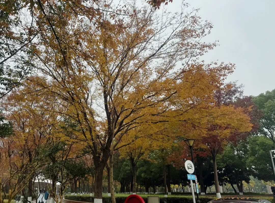 置身油画中!俏皮可爱的榉树叶变色啦~_澎湃号·政务_澎湃新闻-The Paper