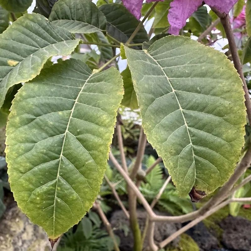 绚烂的紫花风铃木