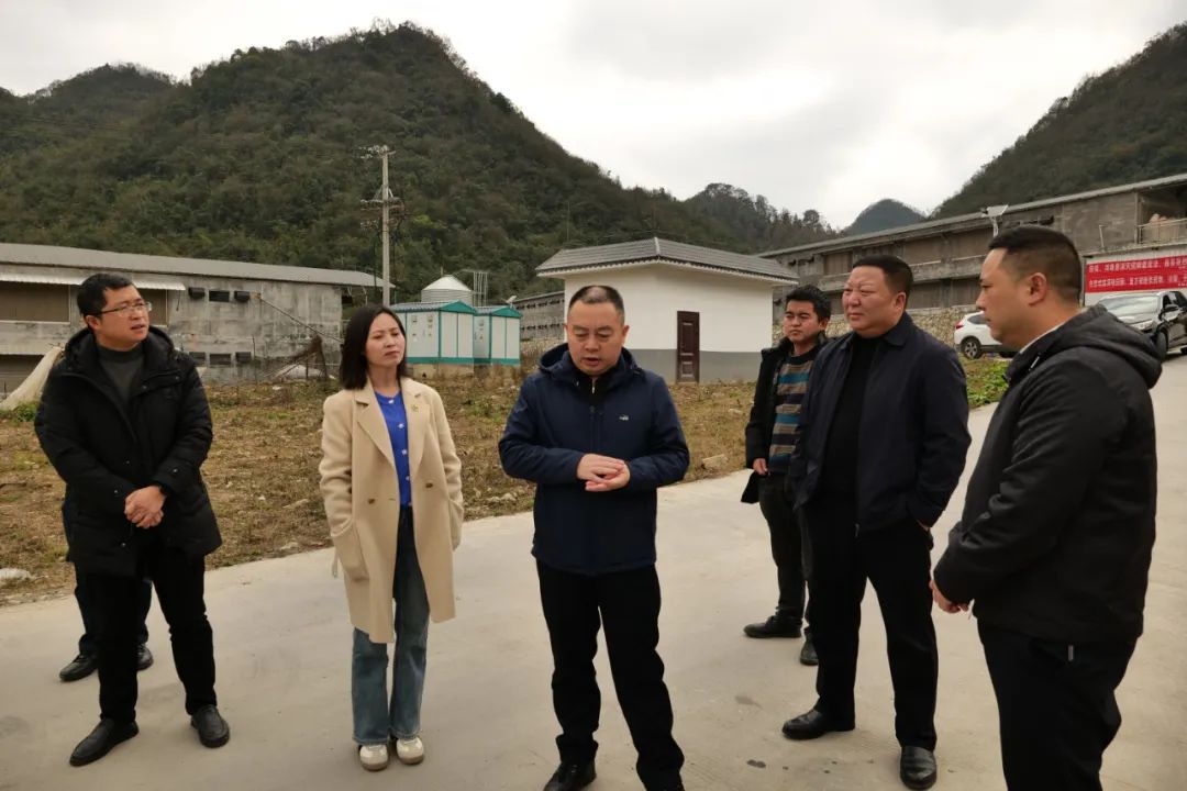 杨坚一行先后到位于板当镇洛麦村的紫云自治县2023年生态鸡产业发展
