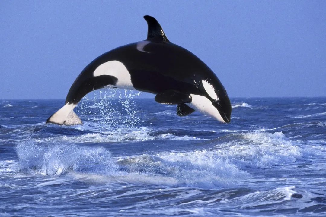 除此之外,因为虎鲸的寿命较长,海洋垃圾,海上石油泄漏,海水污染
