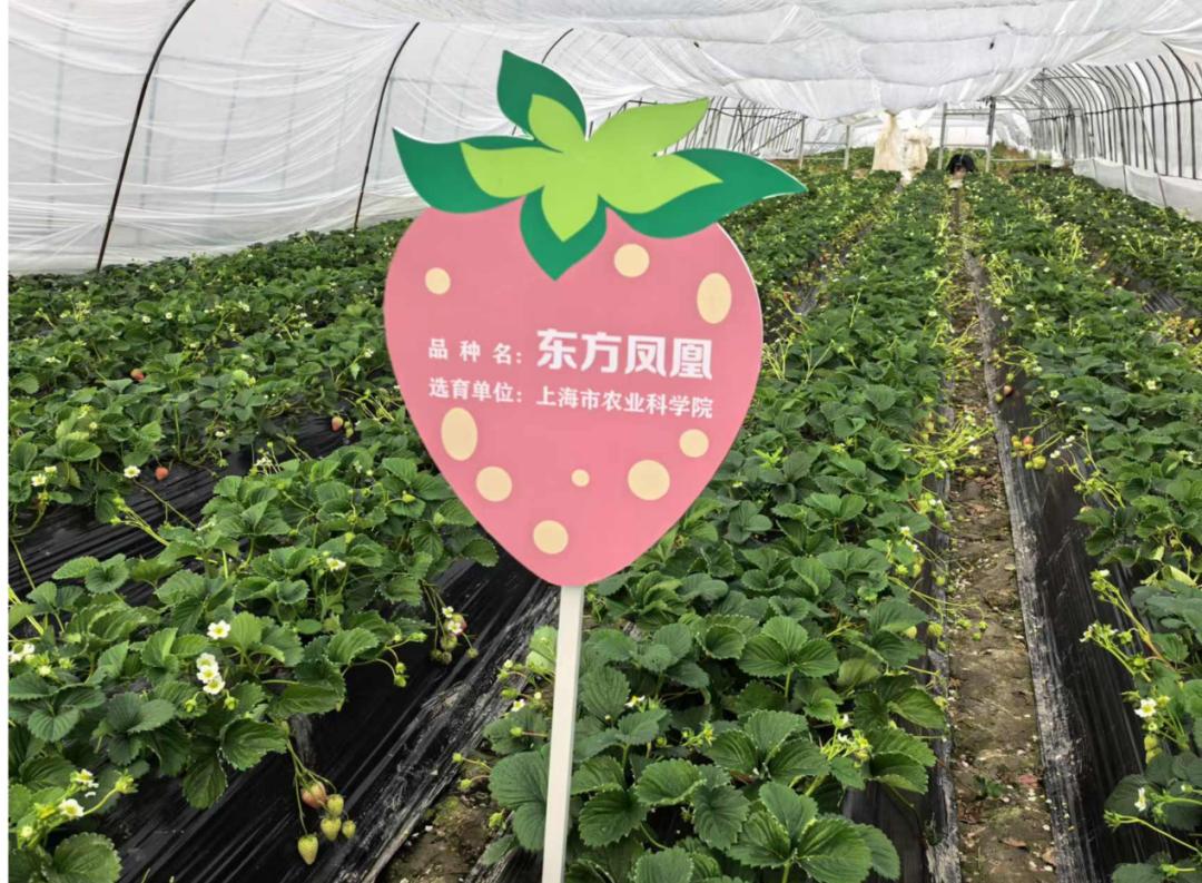 新品草莓"东方凤凰"上市