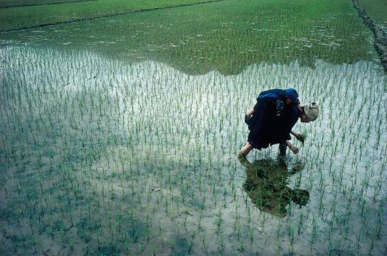阎雷镜头下30年的侗族故事