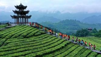 差點(diǎn)失傳的茶葉，是如何幫助湖北山區(qū)脫貧的？