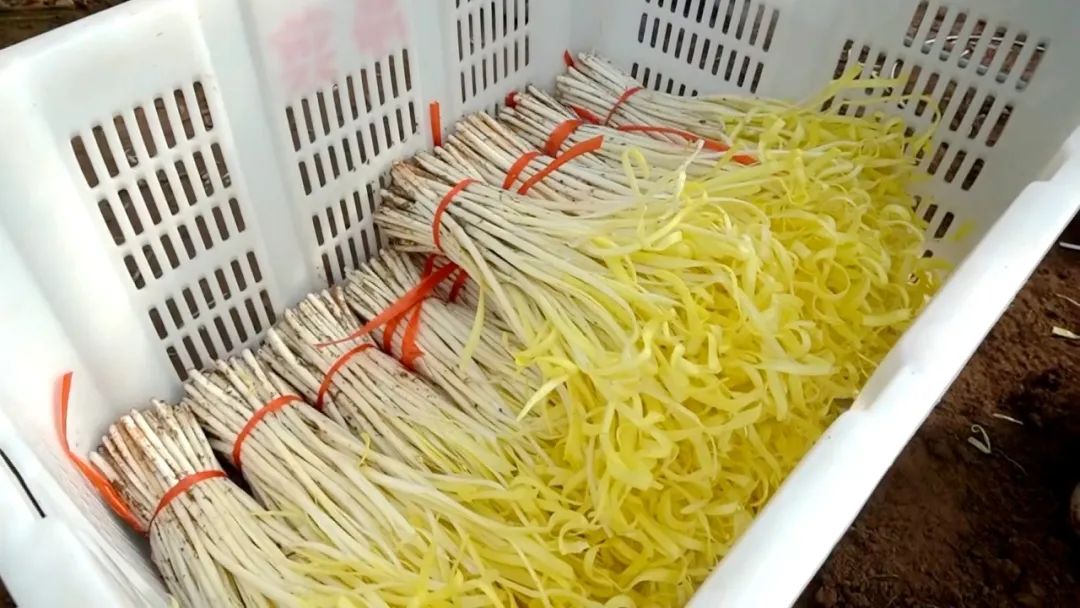 走进新添镇三十里墩村的千亩韭黄种植基地,农户们正忙着将一垄垄