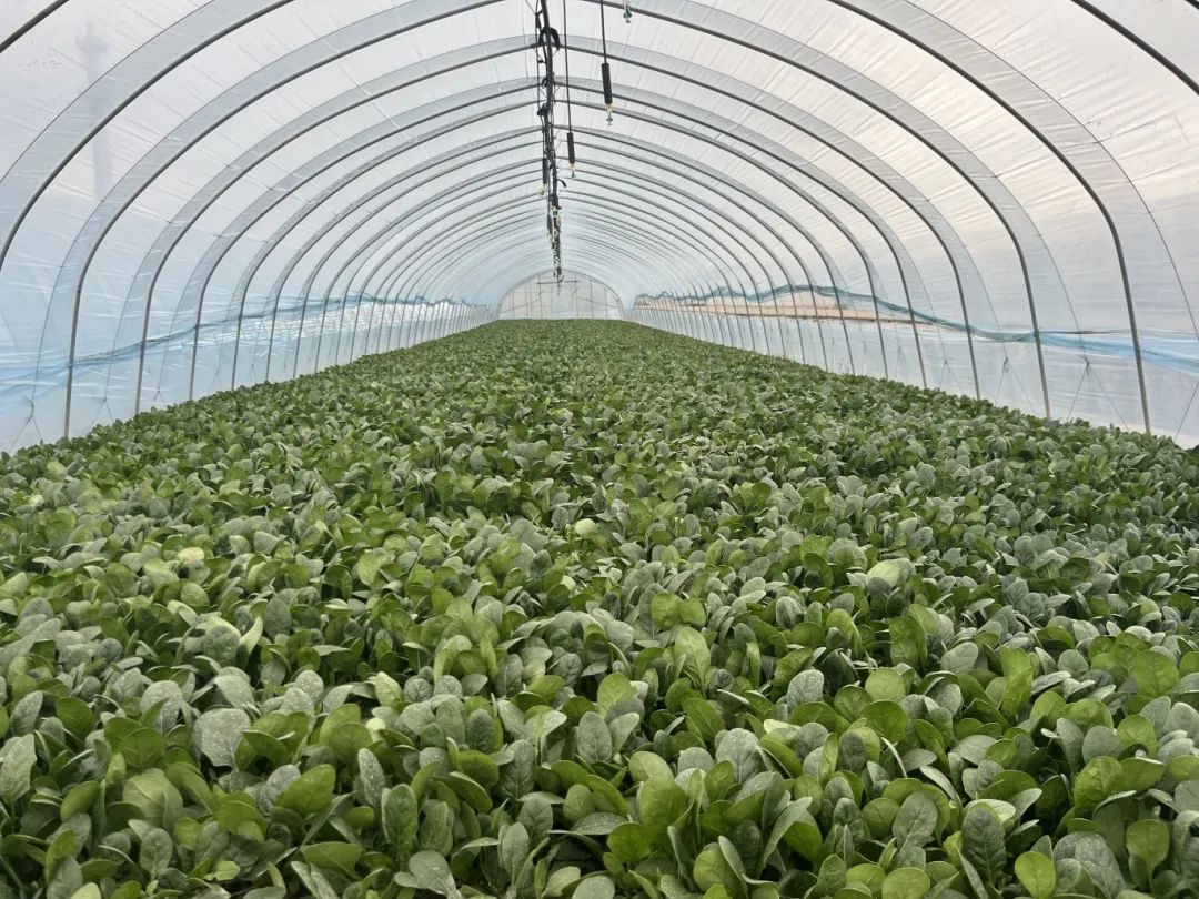 最强冷空气来袭,蔬菜大棚"添衣"保暖