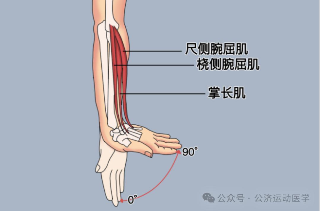 怎么调节cpm康复机康复——肘腕｜肘关节清理和松解术术后康复程序_https://www.jmylbn.com_新闻资讯_第11张