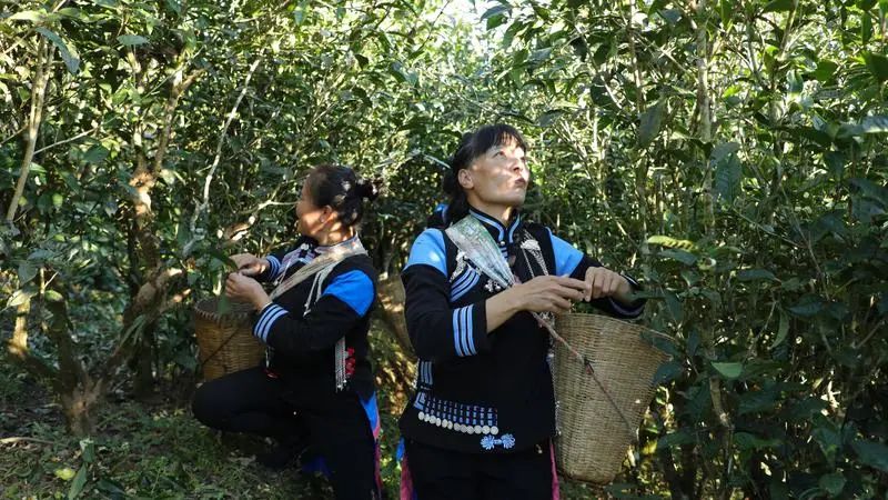 世界的普洱·中国的茶——普洱景迈山茶｜非遗技艺制茶 赋能茶产业发展