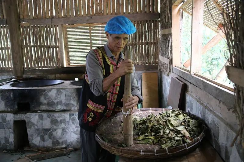 世界的普洱·中国的茶——普洱景迈山茶｜非遗技艺制茶 赋能茶产业发展