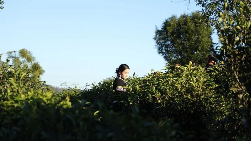 世界的普洱·中国的茶——普洱景迈山茶｜非遗技艺制茶 赋能茶产业发展