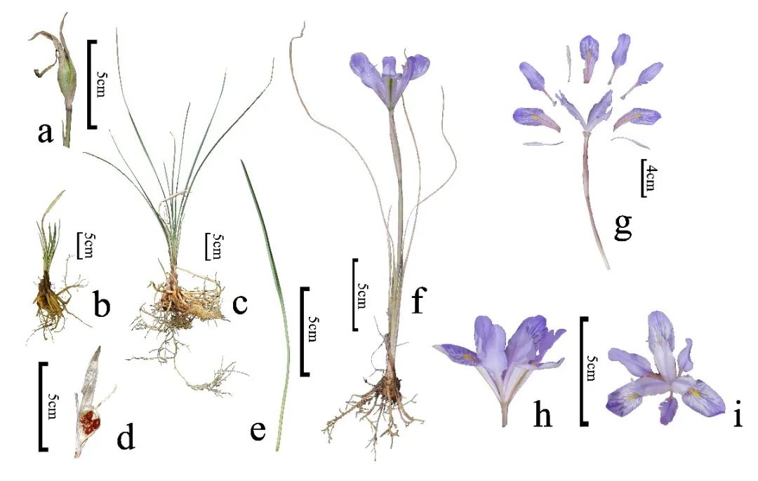上海植物园科研团队在国际期刊发表鸢尾属新种