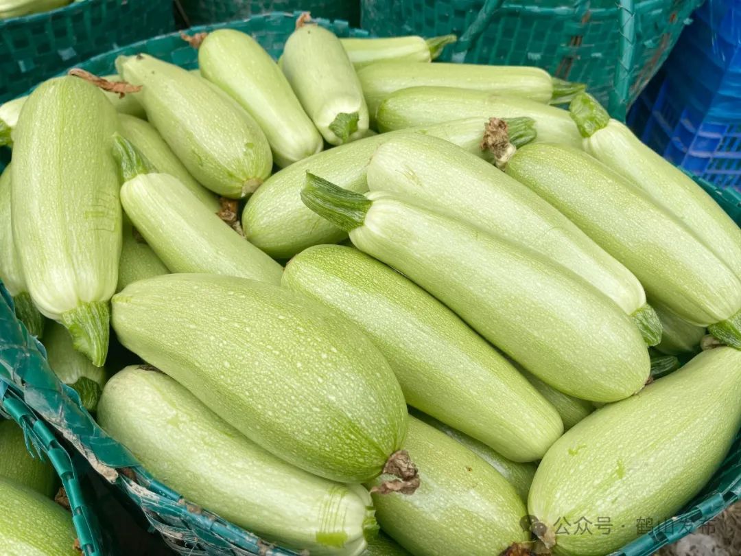 每天3000至4000斤!鹤山这个地方的云南小瓜迎来采收高峰期