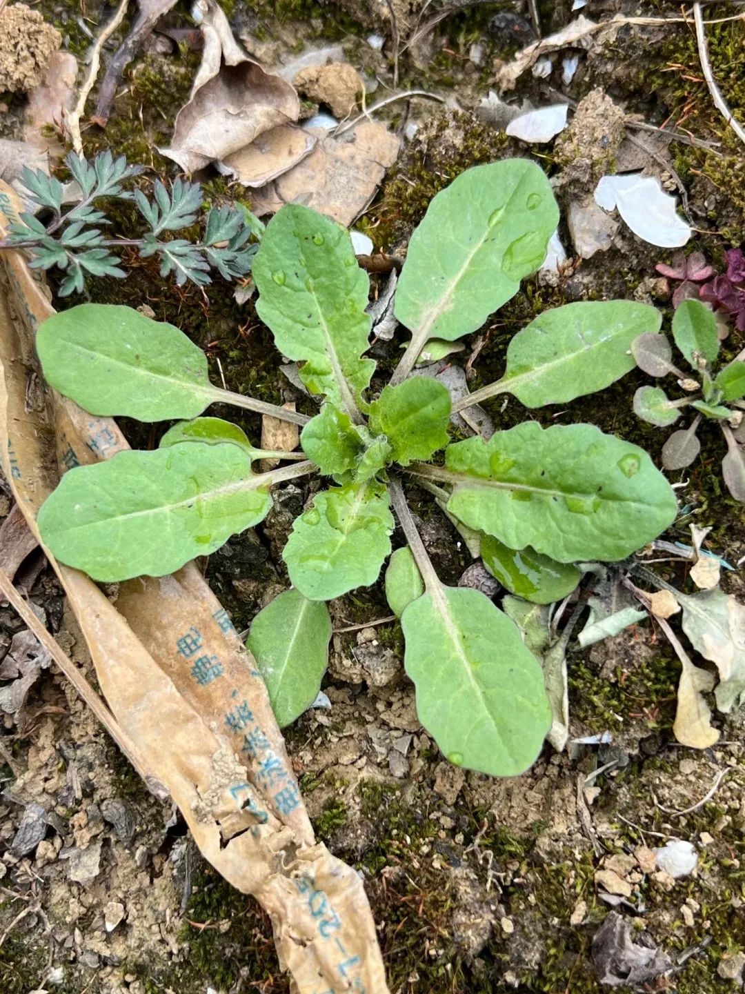 走跟我挖野菜去