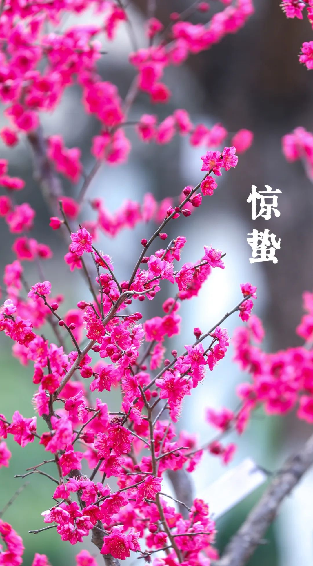 节气"植"说丨二十四节气·惊蛰