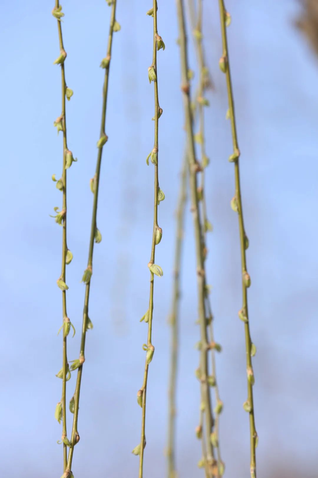 原来柳树发芽,是春天发出的 "甜蜜邀约"