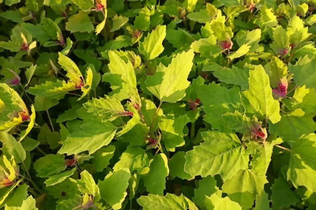 谷物还能"长"成菜?柘林这个智慧农场的高蛋白藜麦菜了解一下