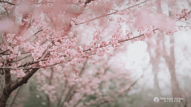 层浪漫的轻纱浅山森林美术园当粉白的樱花在风中摇曳春天▲荆州园博园