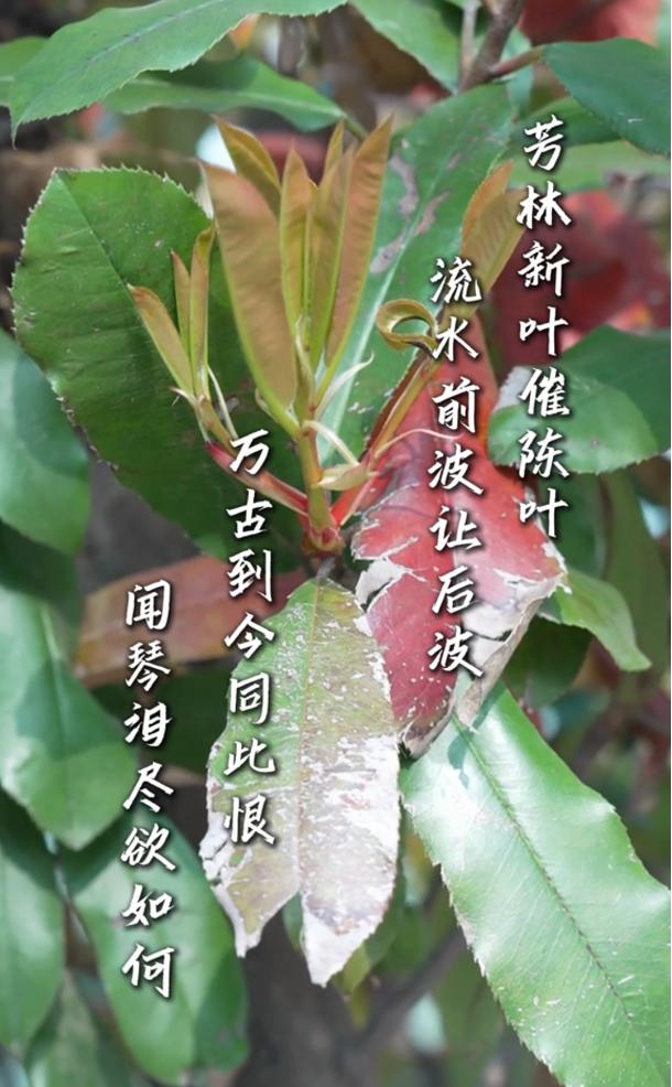 春天，早被古人写明白了！